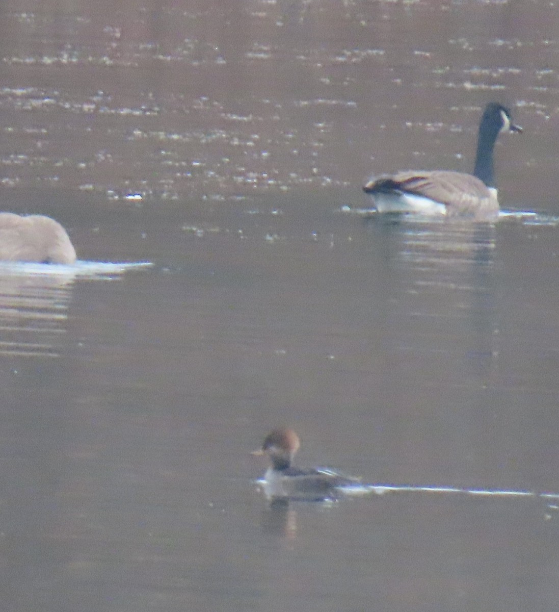 Hooded Merganser - ML646372743