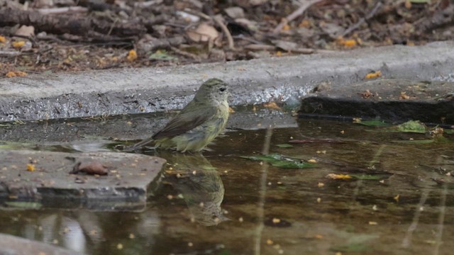 Orange-crowned Warbler - ML646372745