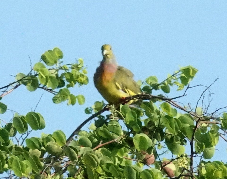 Orange-breasted Green-Pigeon - ML646372746