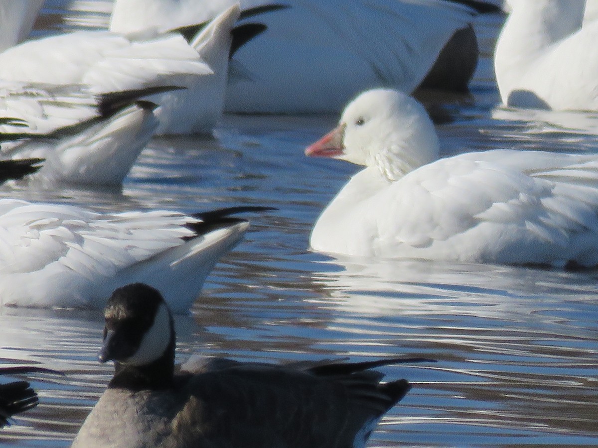 Ross's Goose - ML646372752