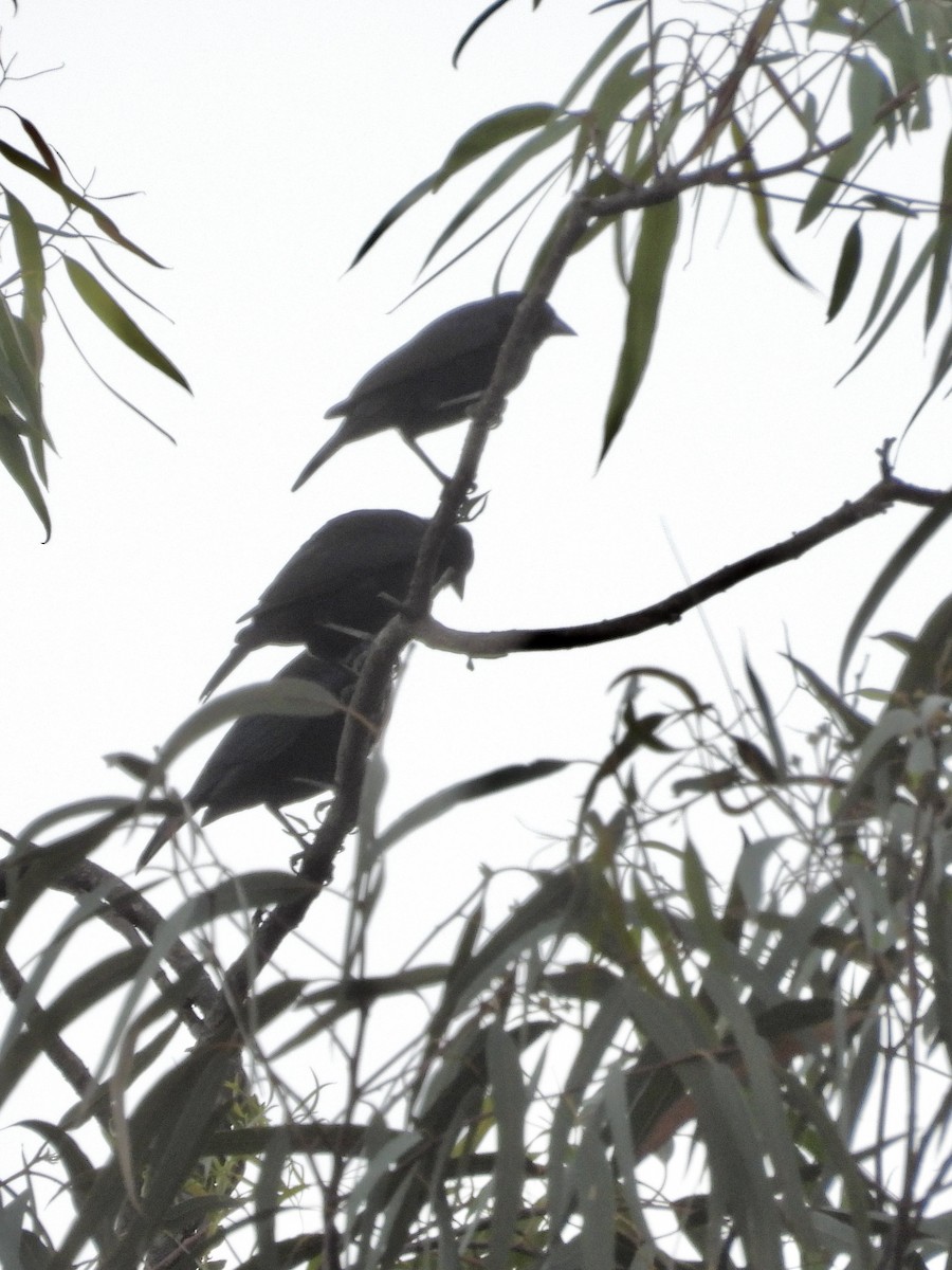 Bronzed Cowbird - ML646372753