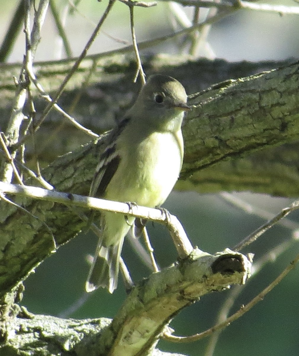 Hammond's Flycatcher - ML646372754