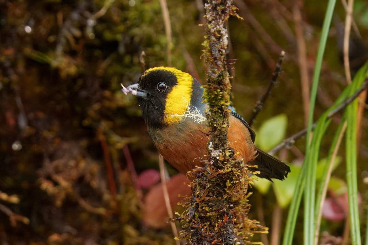 Golden-collared Tanager - ML646372755