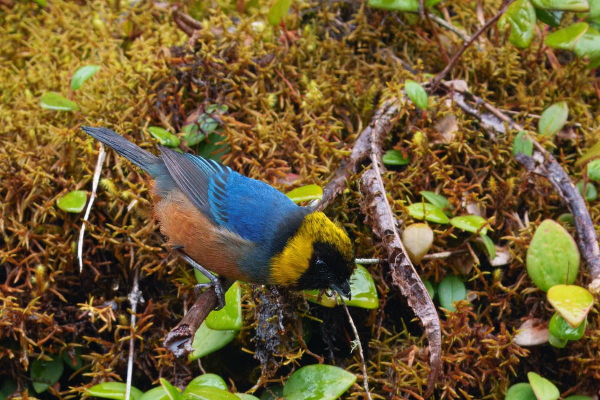 Golden-collared Tanager - ML646372756