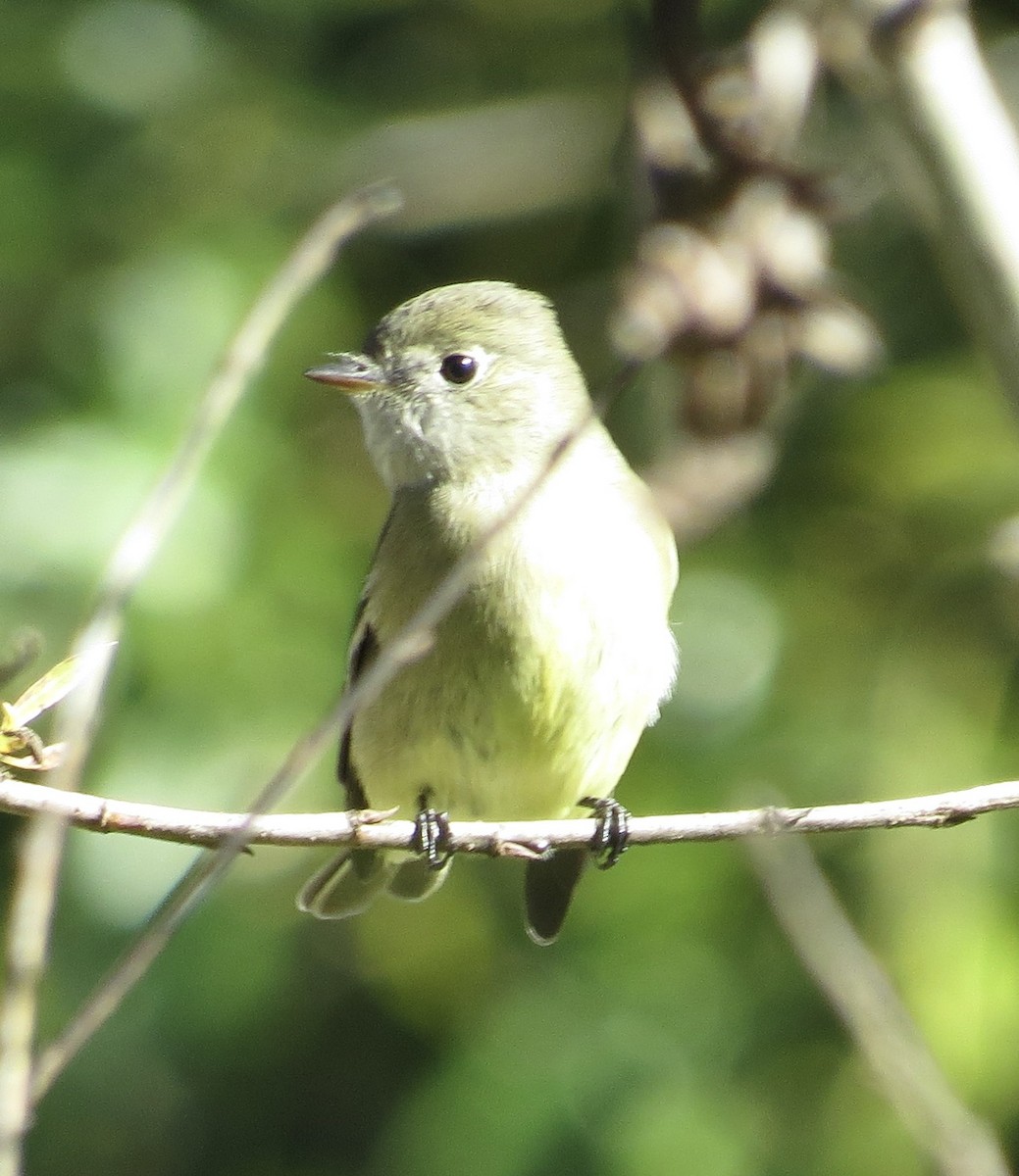 Hammond's Flycatcher - ML646372757