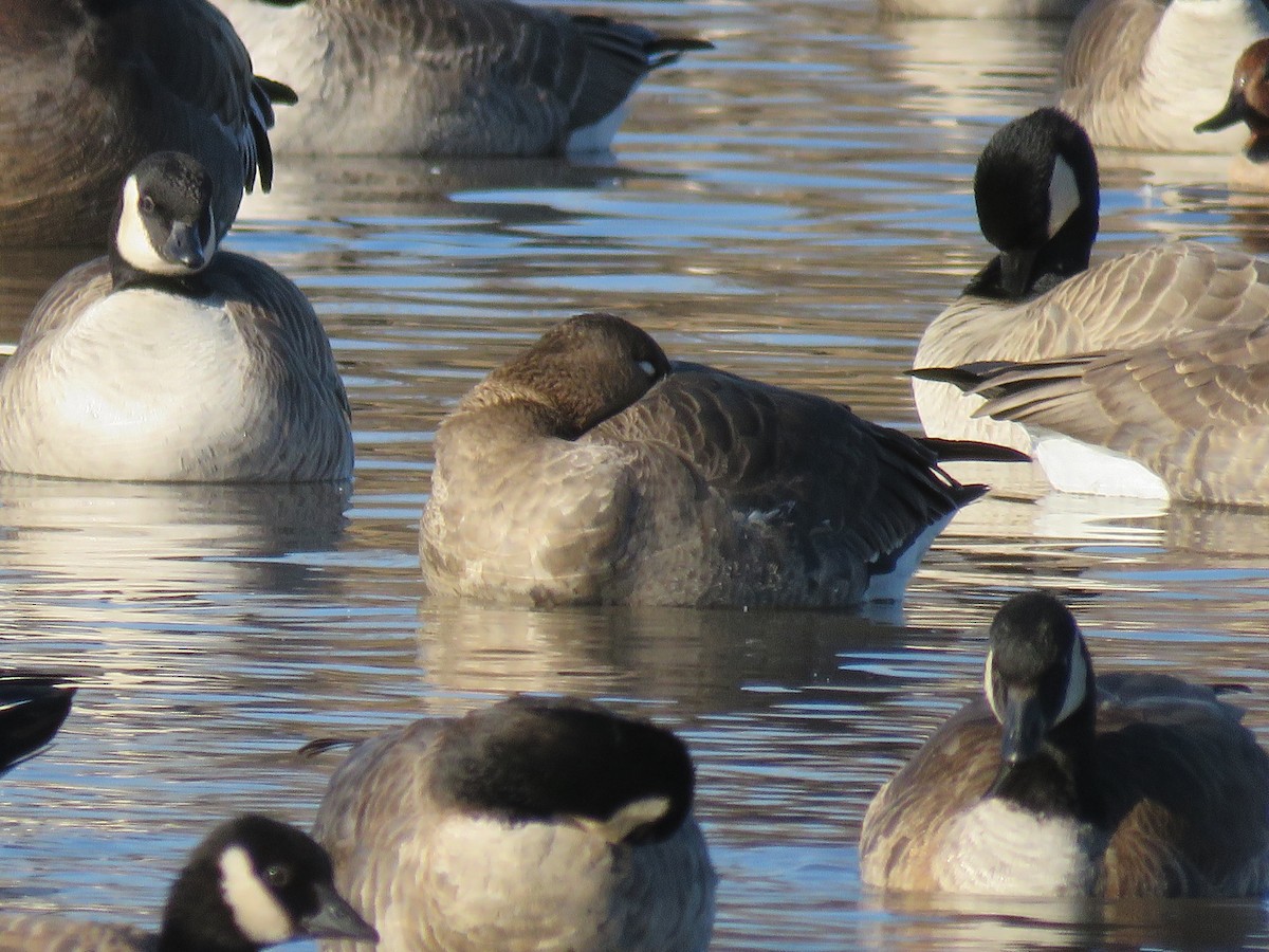 白額雁 - ML646372758