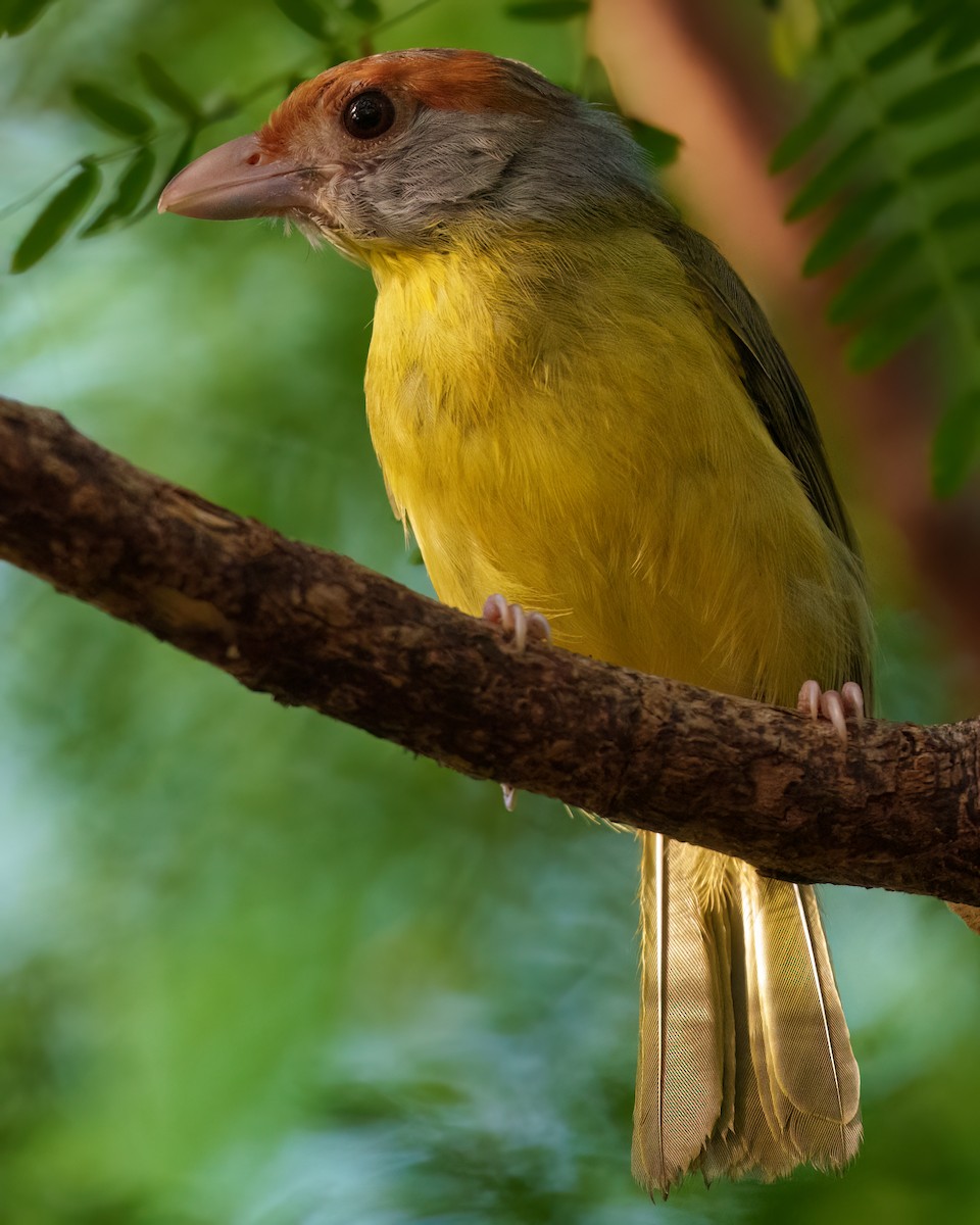 Sourciroux mélodieux - ML646372761