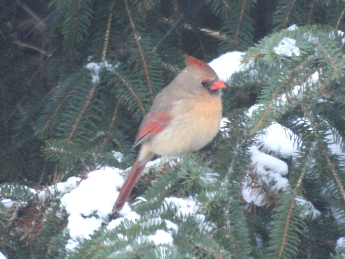 Northern Cardinal - ML646372762