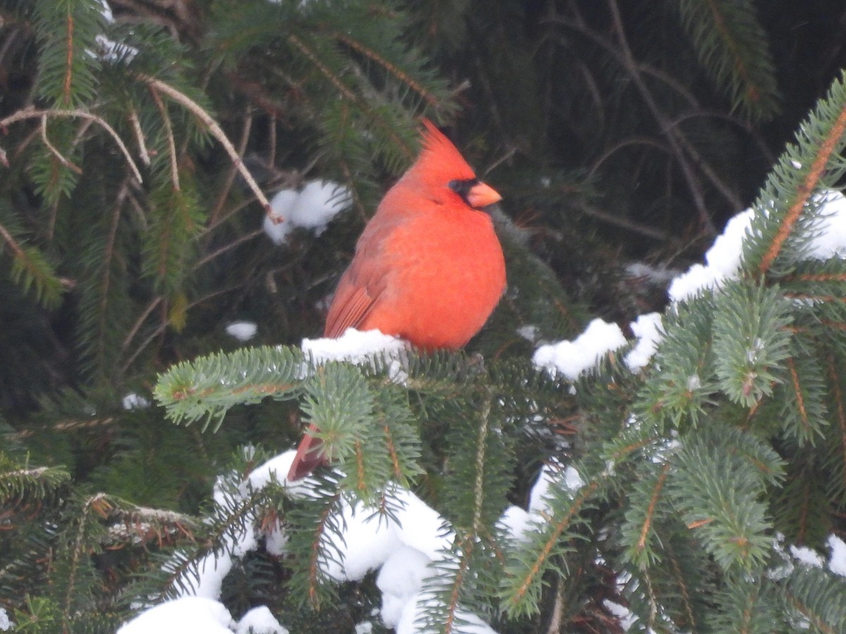 Northern Cardinal - ML646372763
