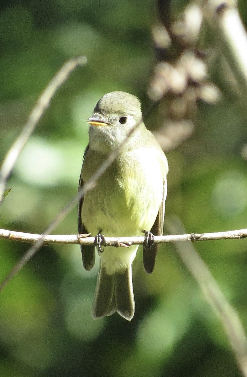 Hammond's Flycatcher - ML646372769