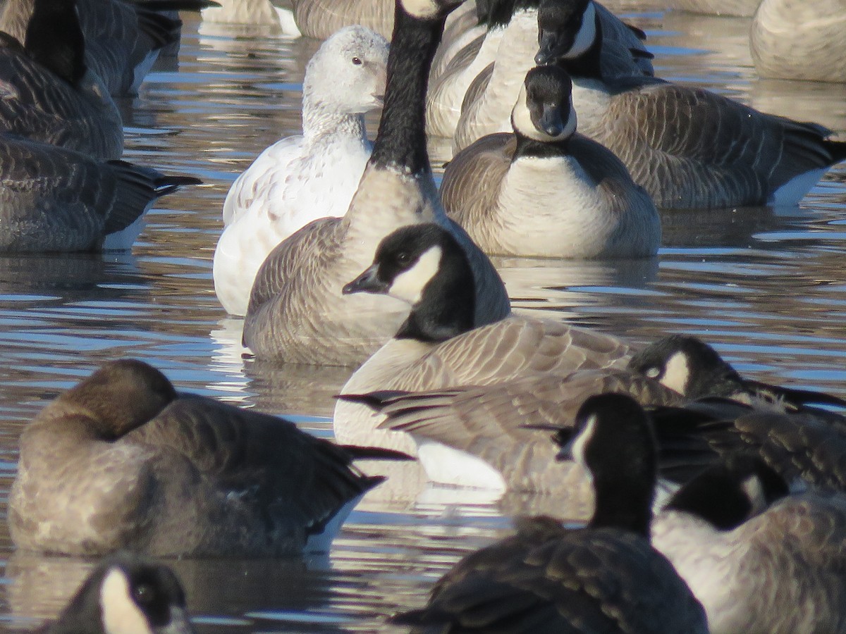 小加拿大雁 - ML646372773