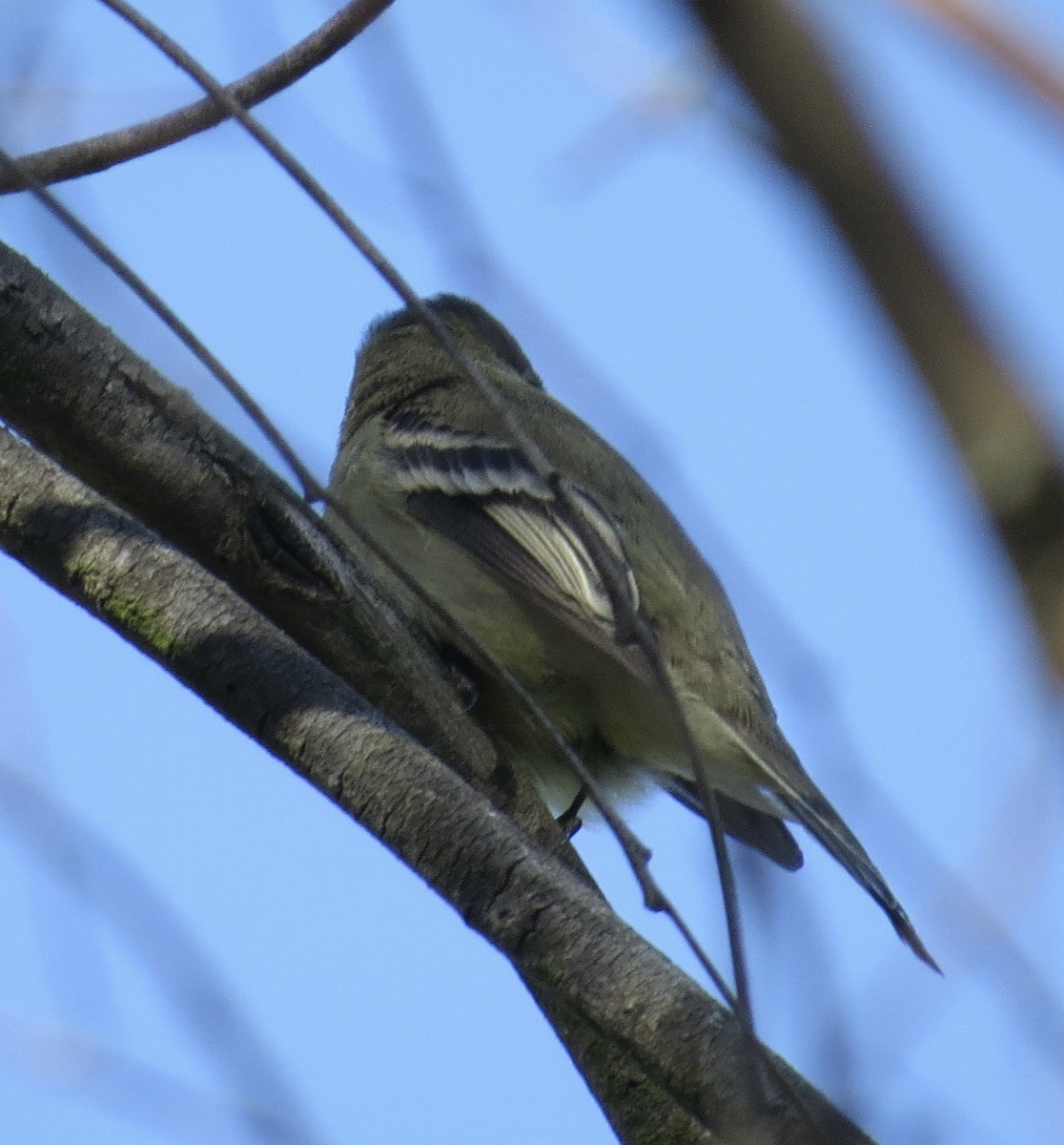 Hammond's Flycatcher - ML646372779