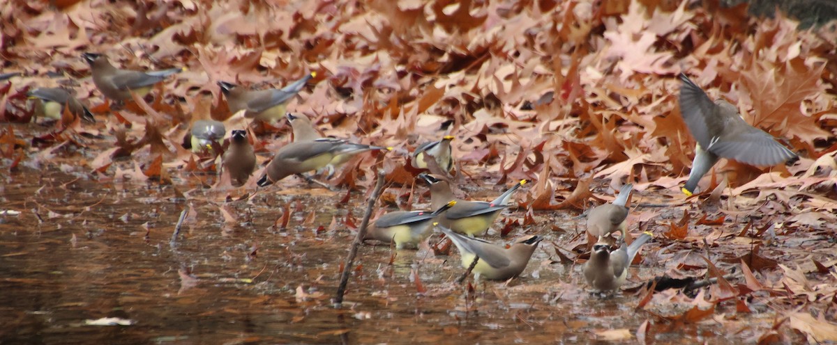 Cedar Waxwing - ML646372780
