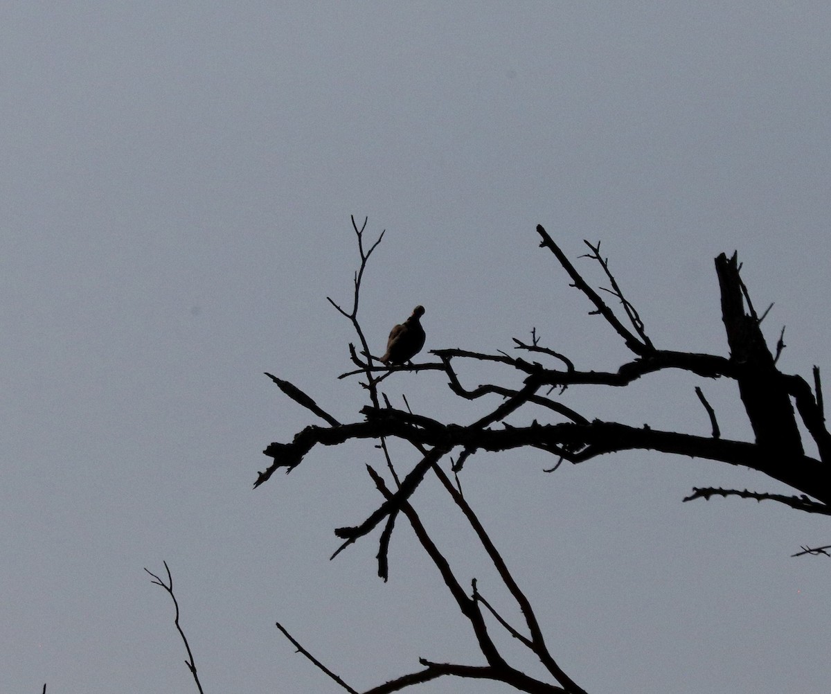 Ring-necked Dove - ML646372781
