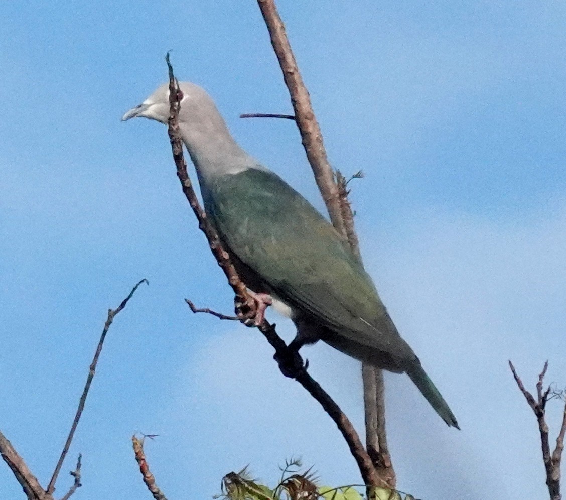 Бронзовый плодовый голубь - ML646372785