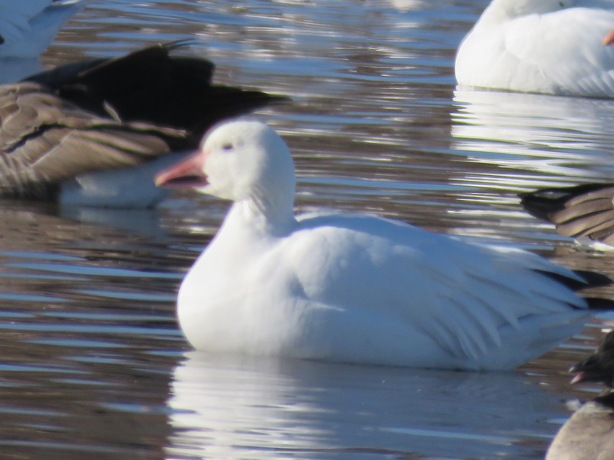 Snow Goose - ML646372787
