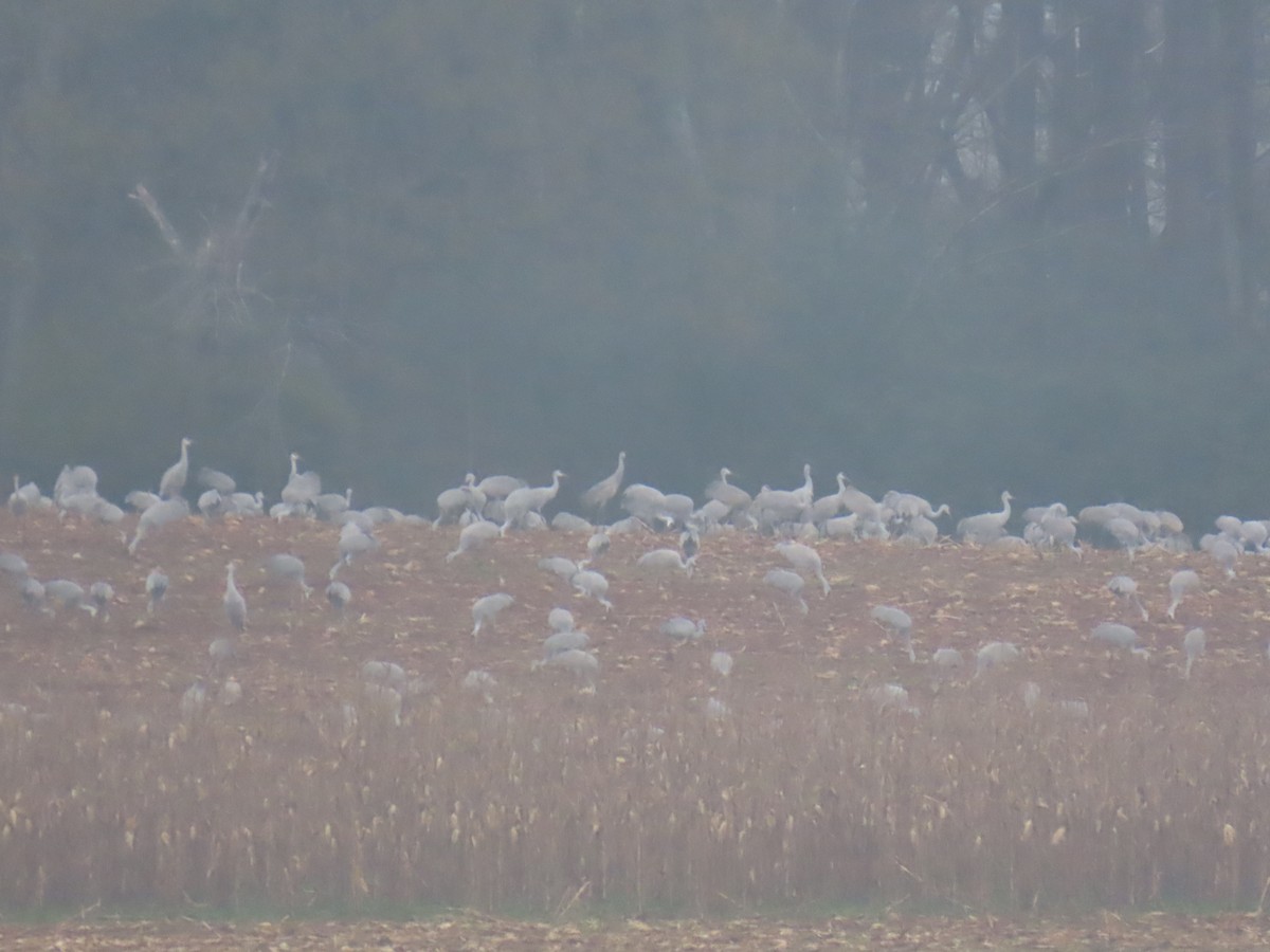Sandhill Crane - ML646372789