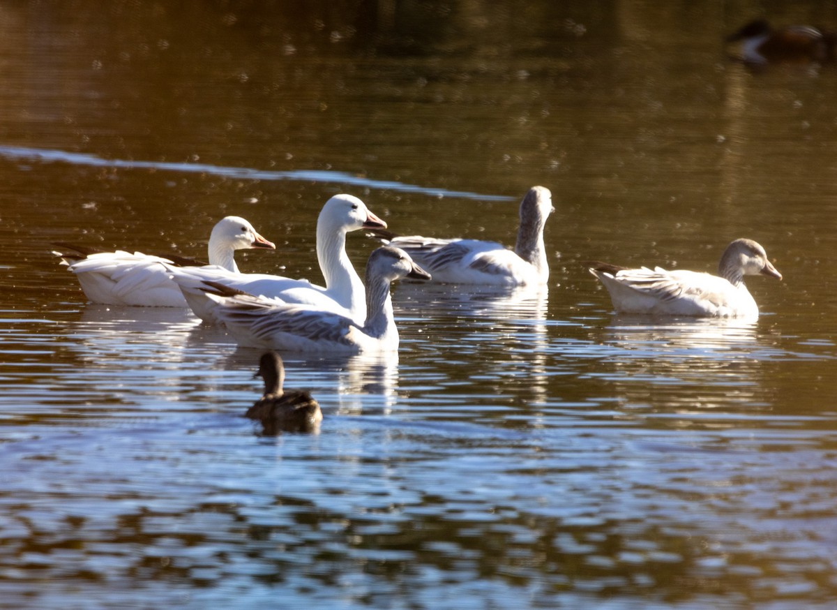Snow Goose - ML646372790