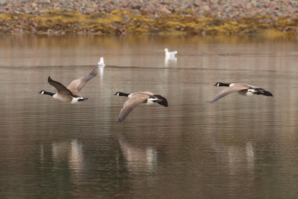 Canada Goose - ML646372791
