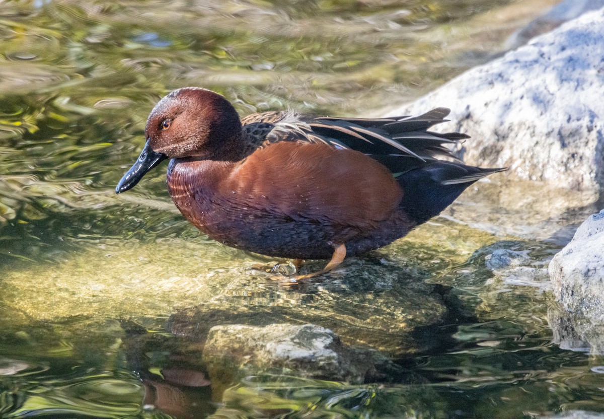 Cinnamon Teal - ML646372800