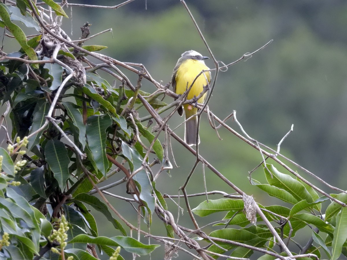 Gray-capped Flycatcher - ML646372801