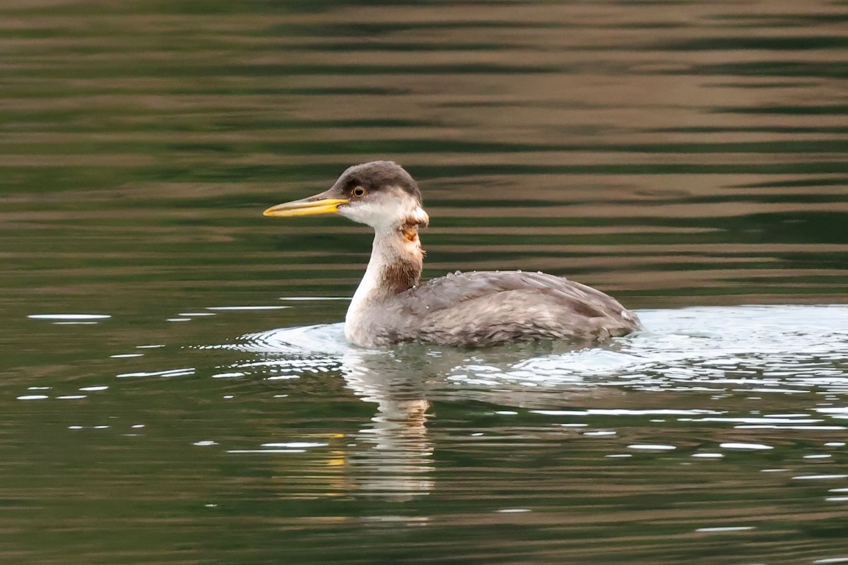 Red-necked Grebe - ML646372802