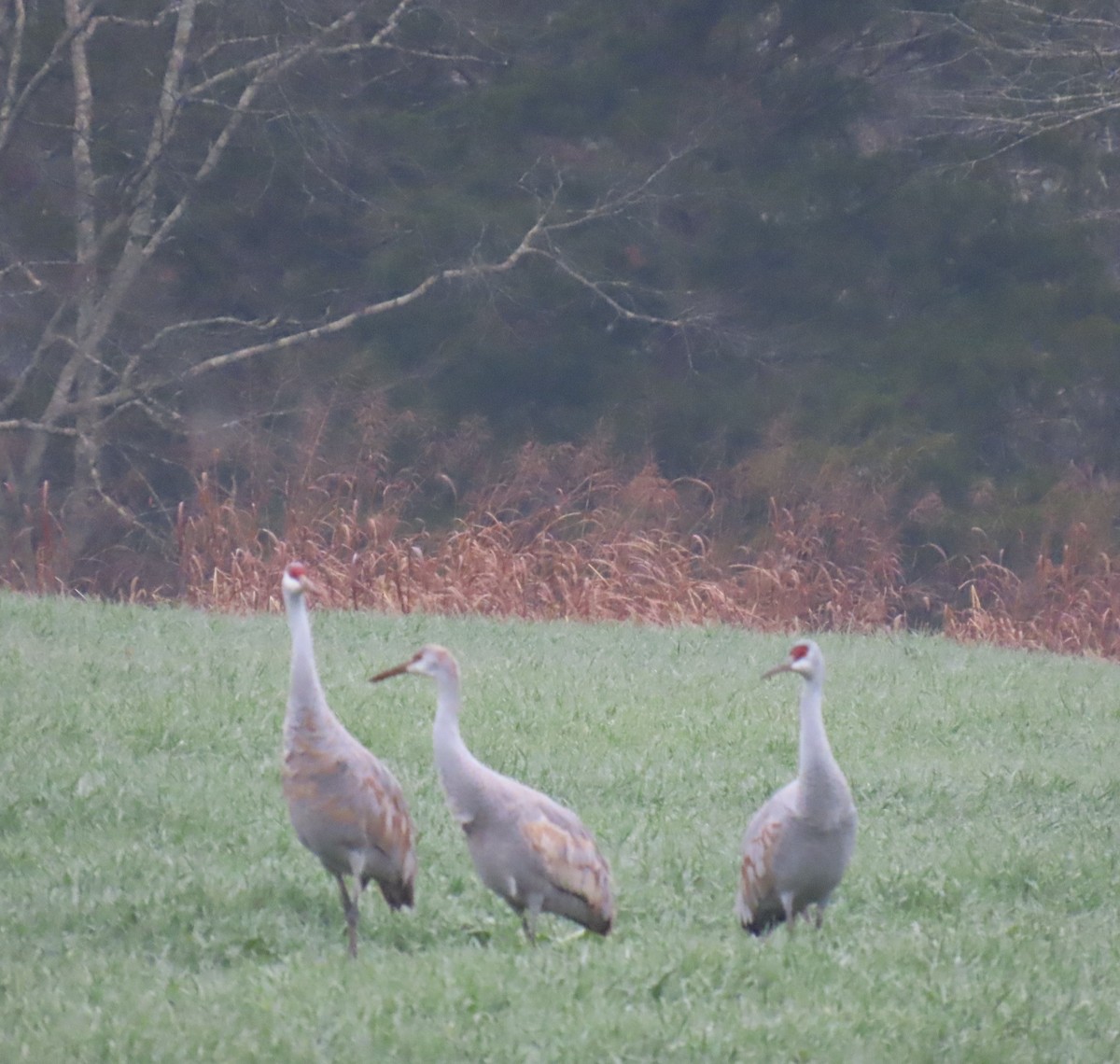Sandhill Crane - ML646372803