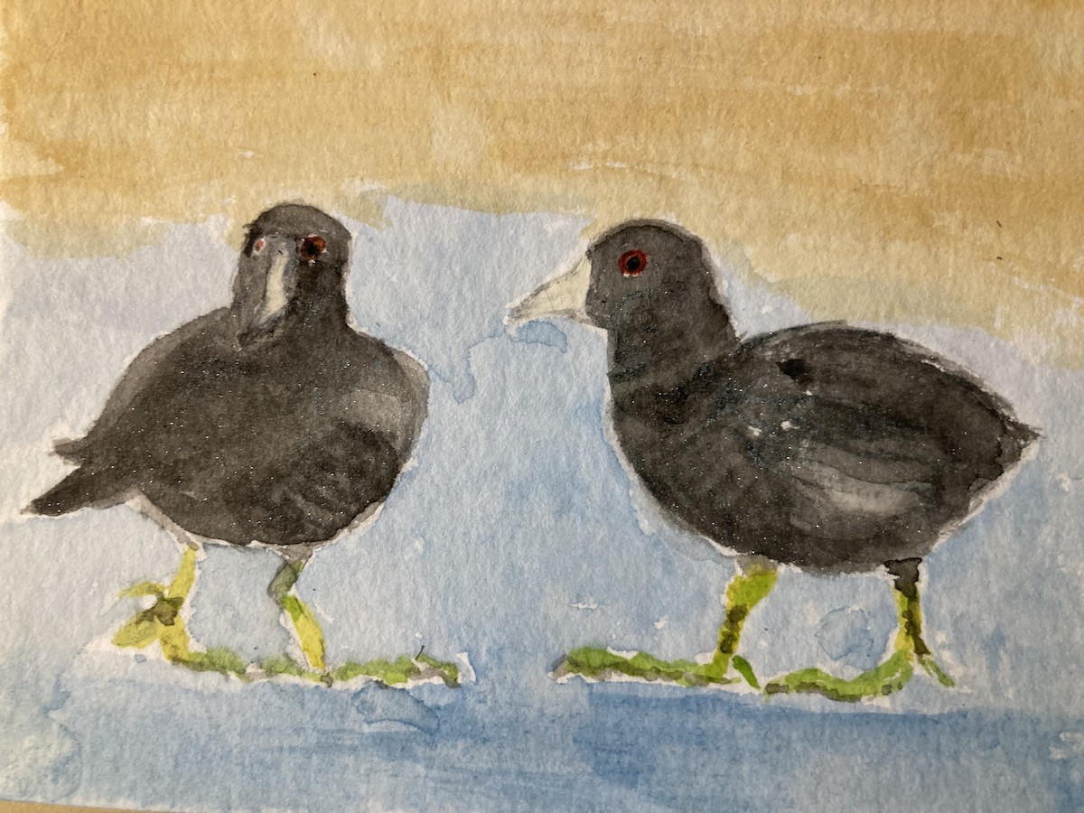 Лиска американська - ML646372805