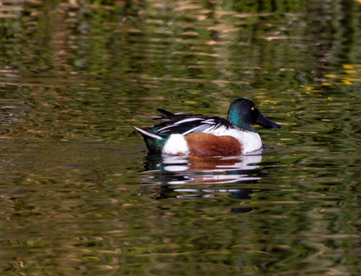 Northern Shoveler - ML646372806