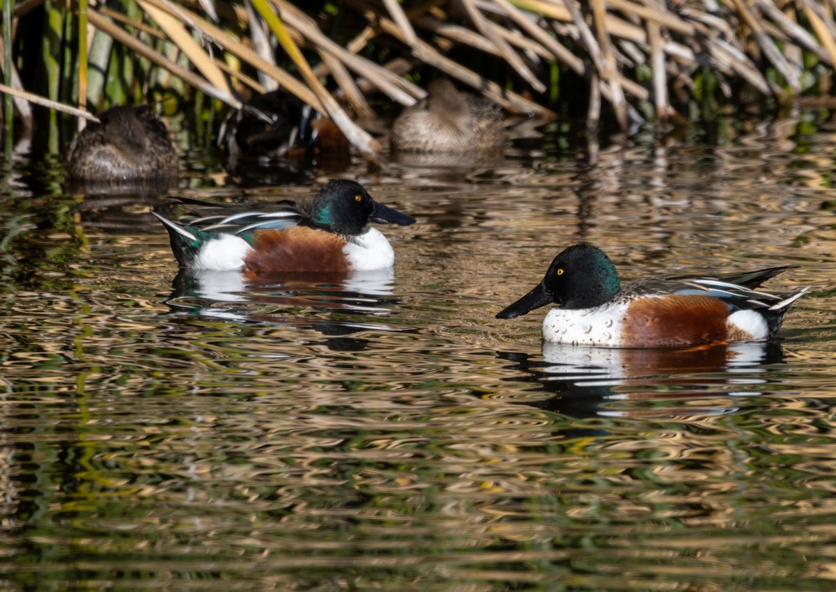 Northern Shoveler - ML646372807