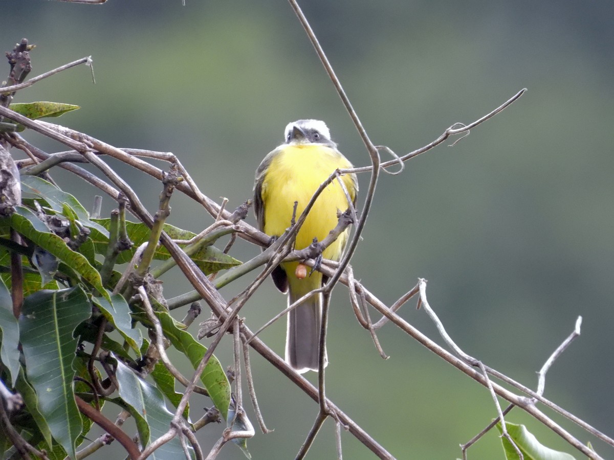 Gray-capped Flycatcher - ML646372810