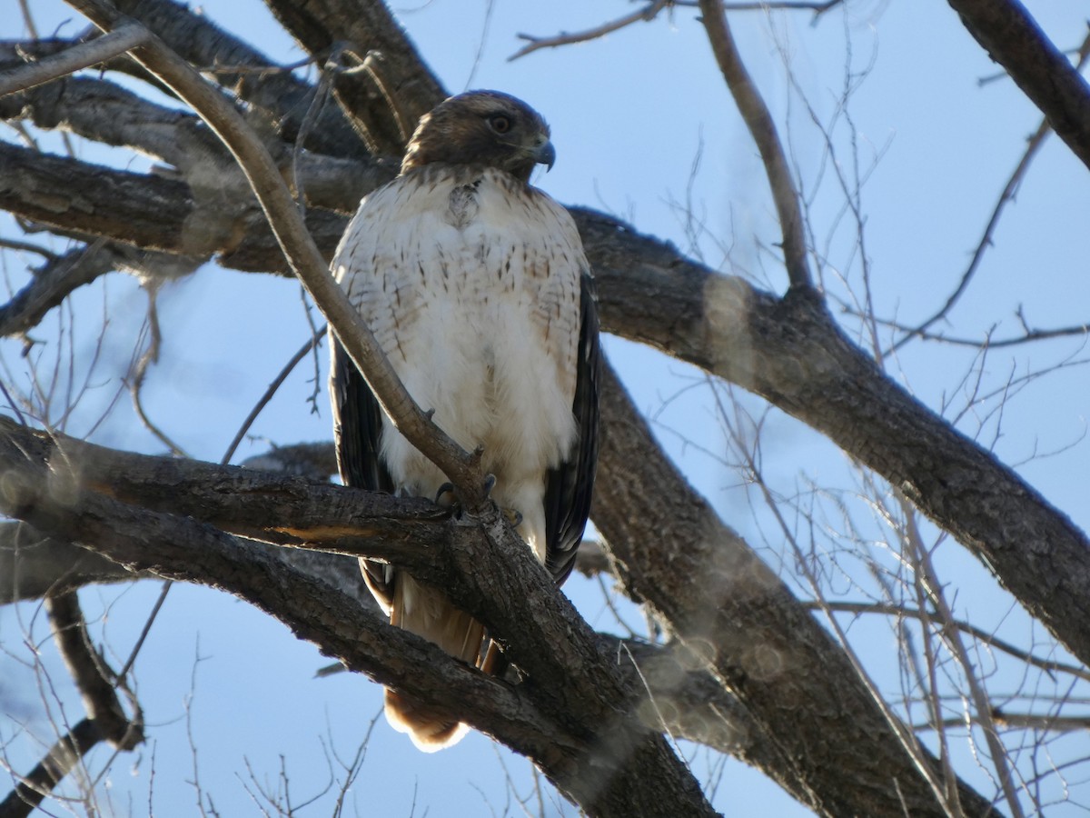 Red-tailed Hawk - ML646372811