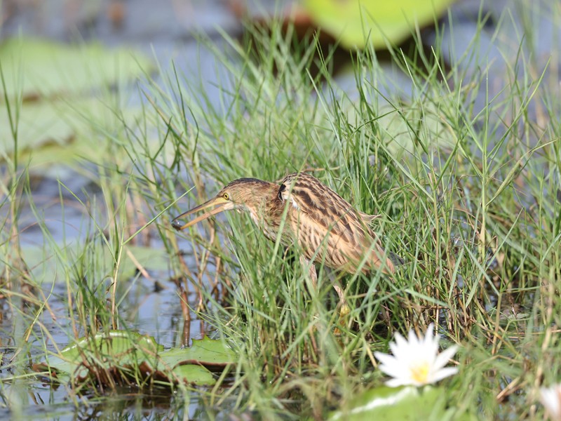 Avetorillo Chino - ML646372815
