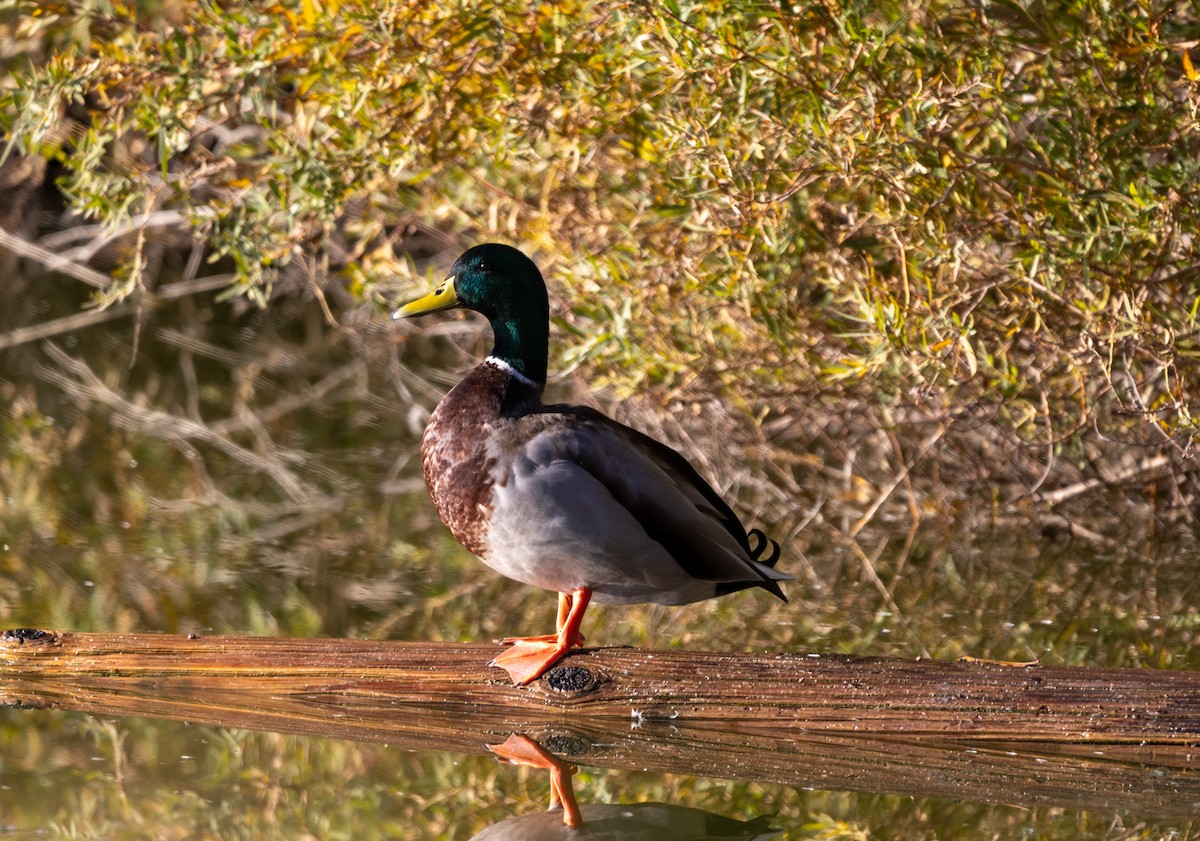Mallard - ML646372816