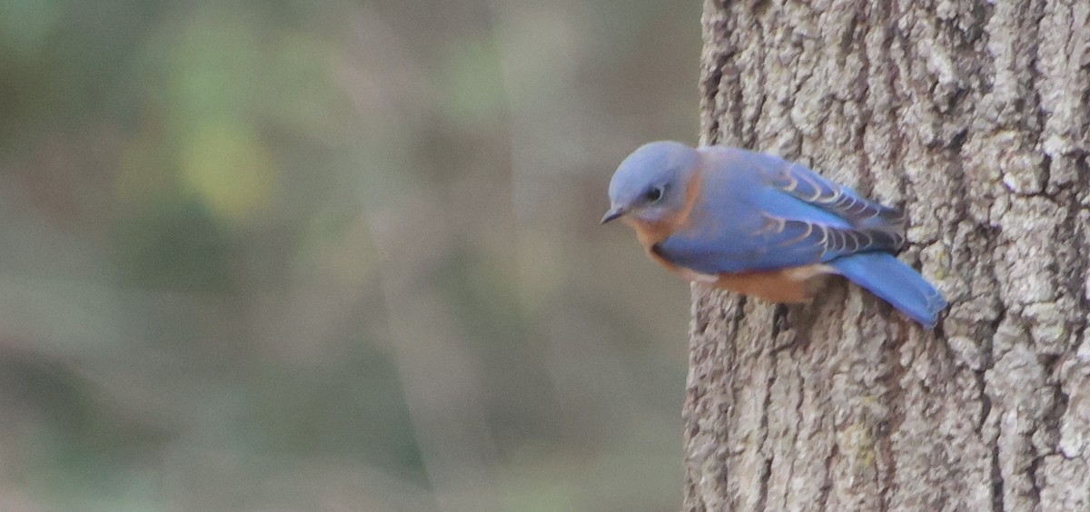 Блакитник східний - ML646372818