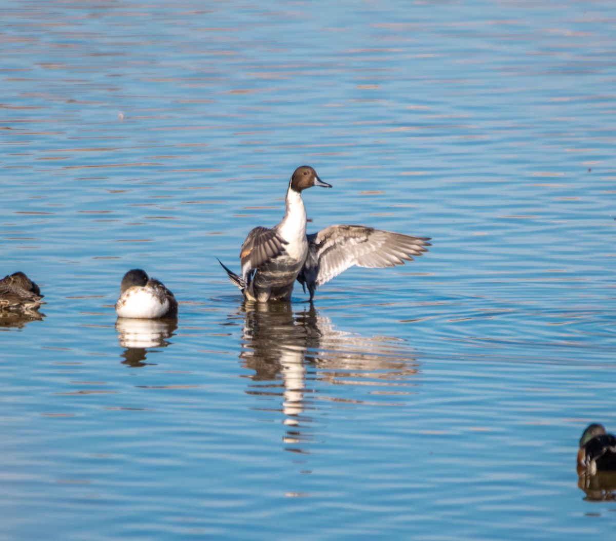 Northern Pintail - ML646372820