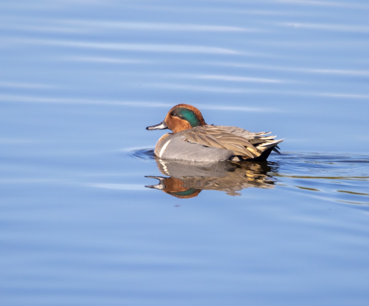 Green-winged Teal - ML646372823