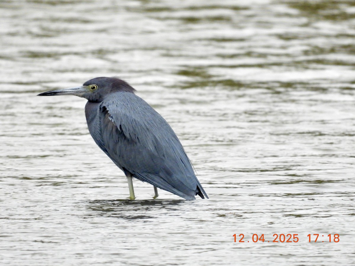 Little Blue Heron - ML646372824