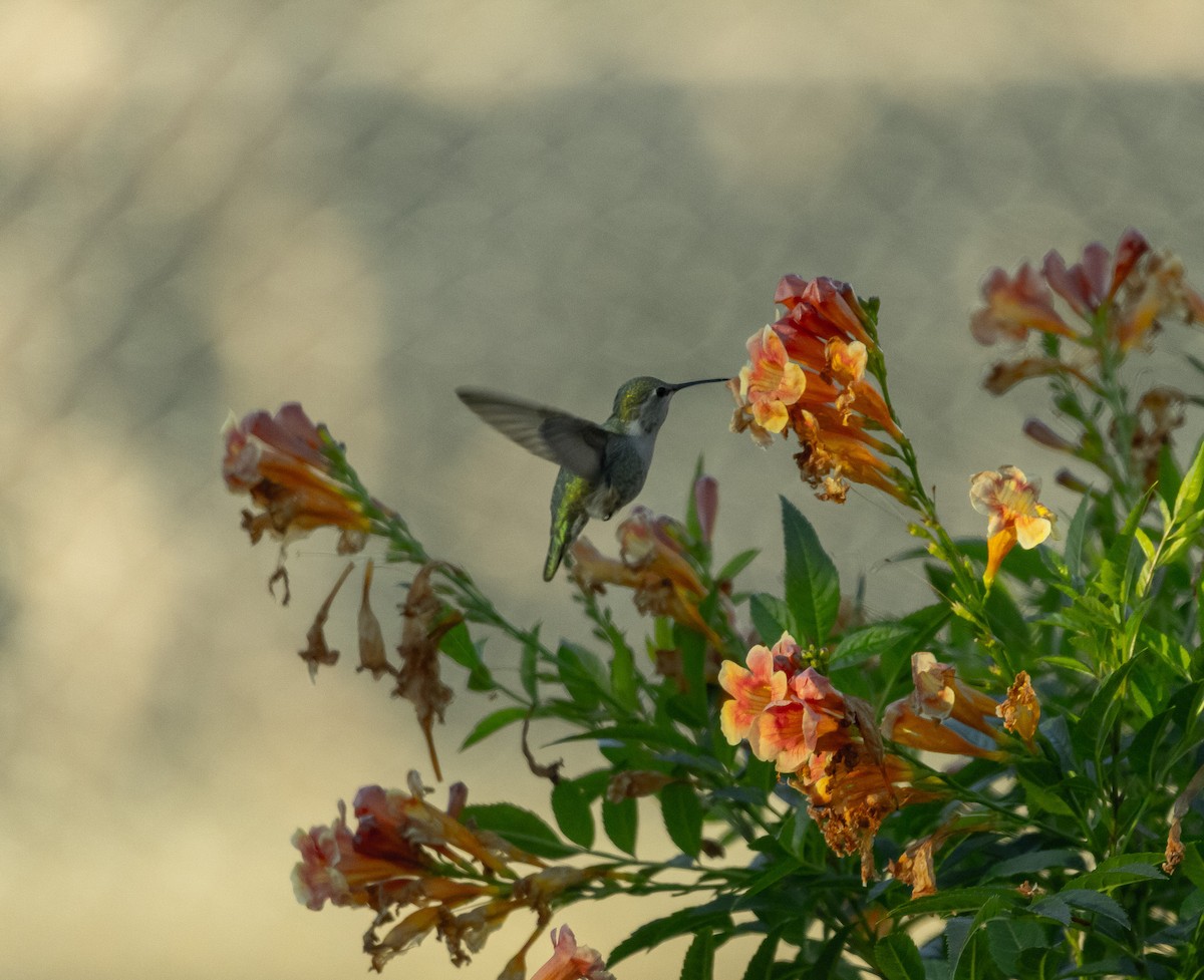 Costa's Hummingbird - ML646372830