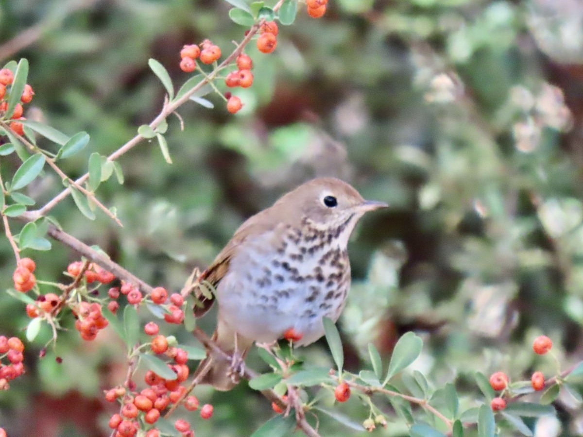 Дрізд-короткодзьоб плямистоволий - ML646372831