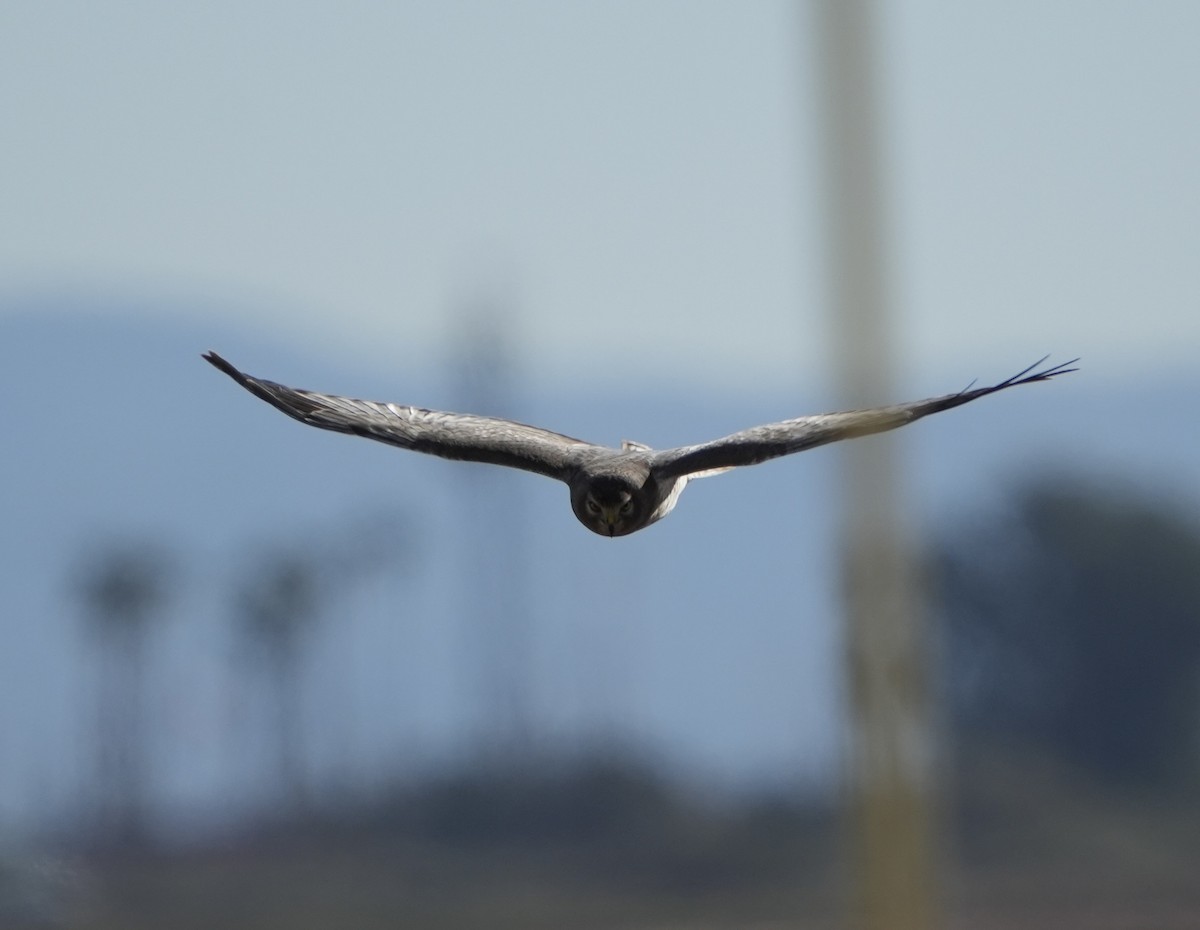 moták severoamerický - ML646372833