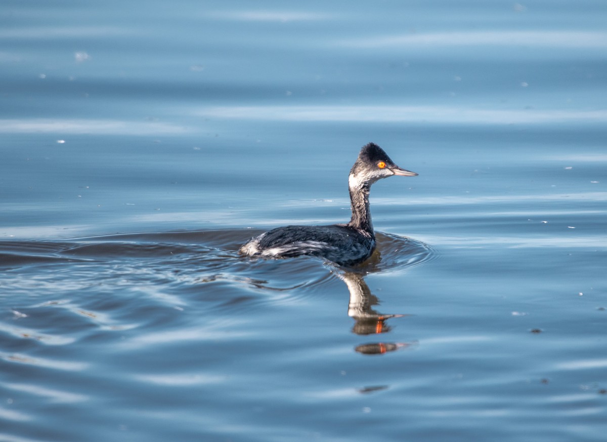 potápka černokrká - ML646372834