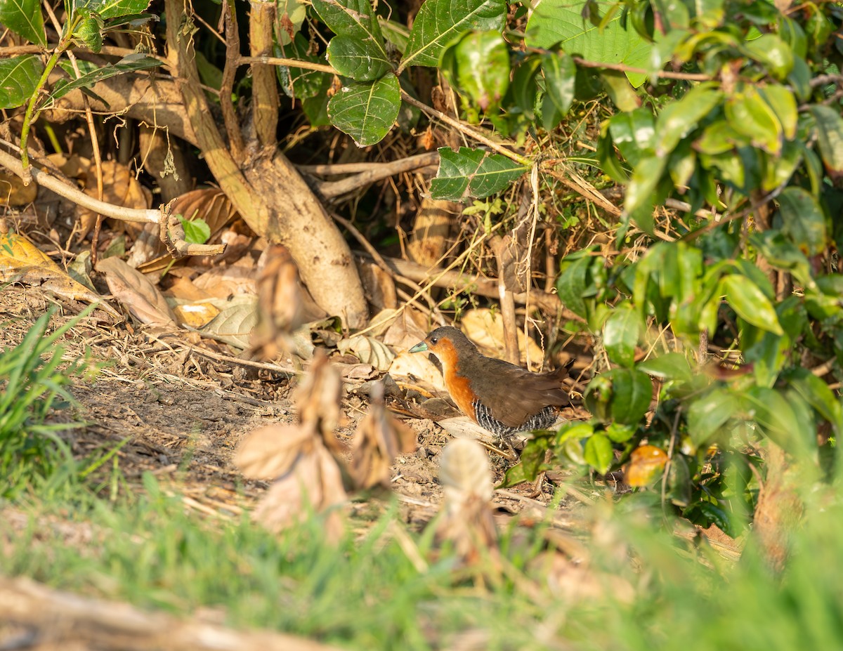 Rufous-sided Crake - ML646372836