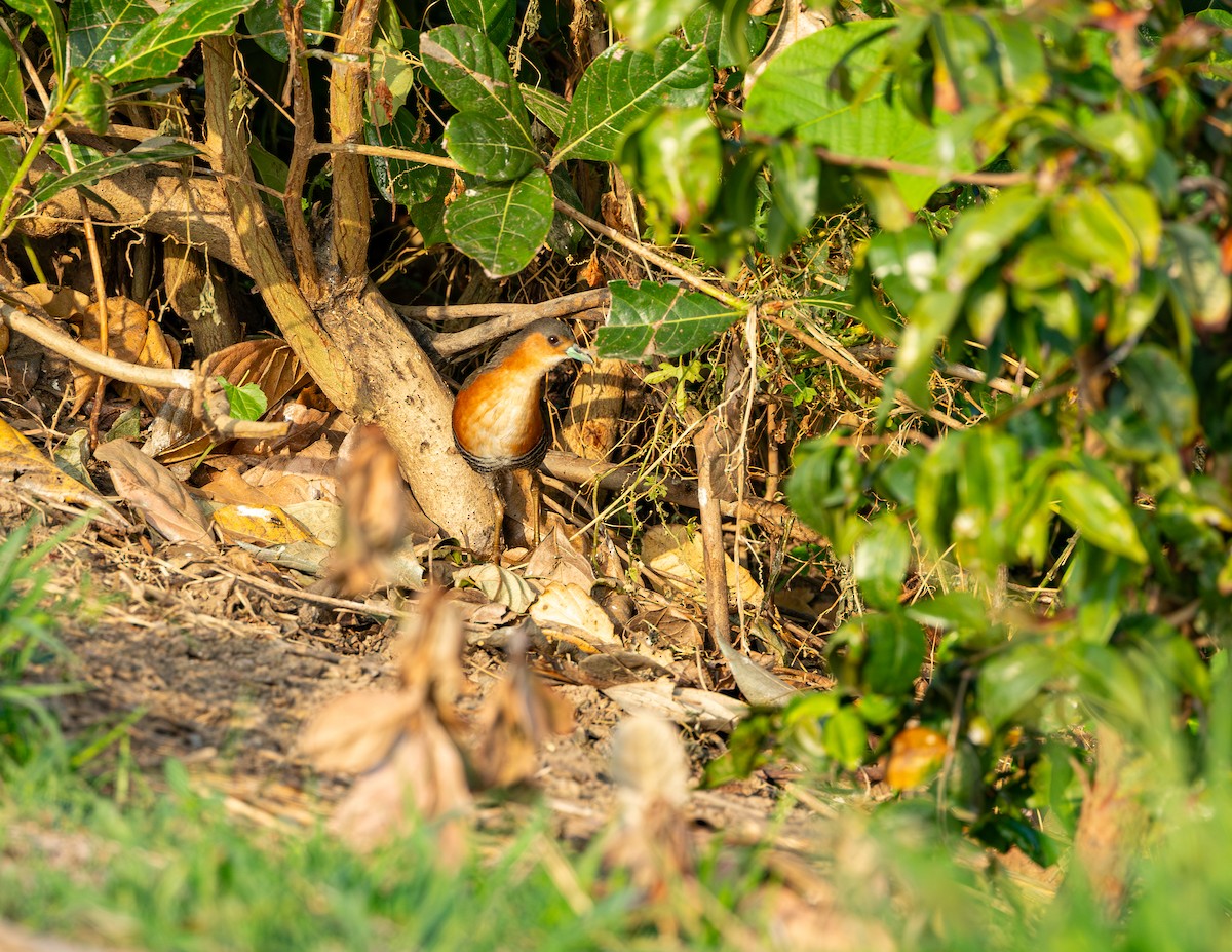 Rufous-sided Crake - ML646372837