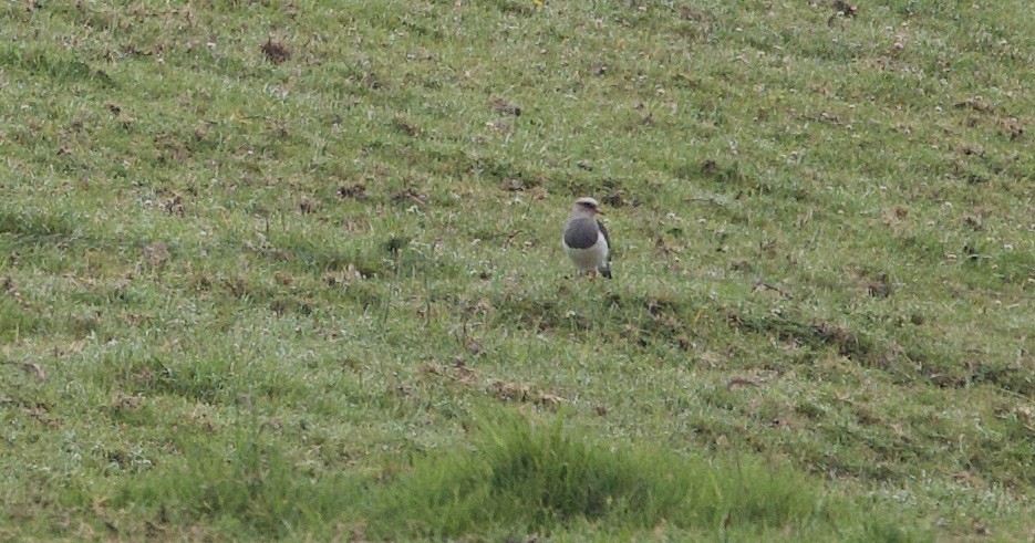 Andean Lapwing - ML646372838