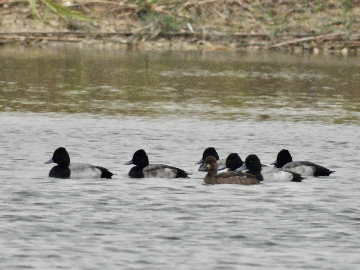 Lesser Scaup - ML646372839