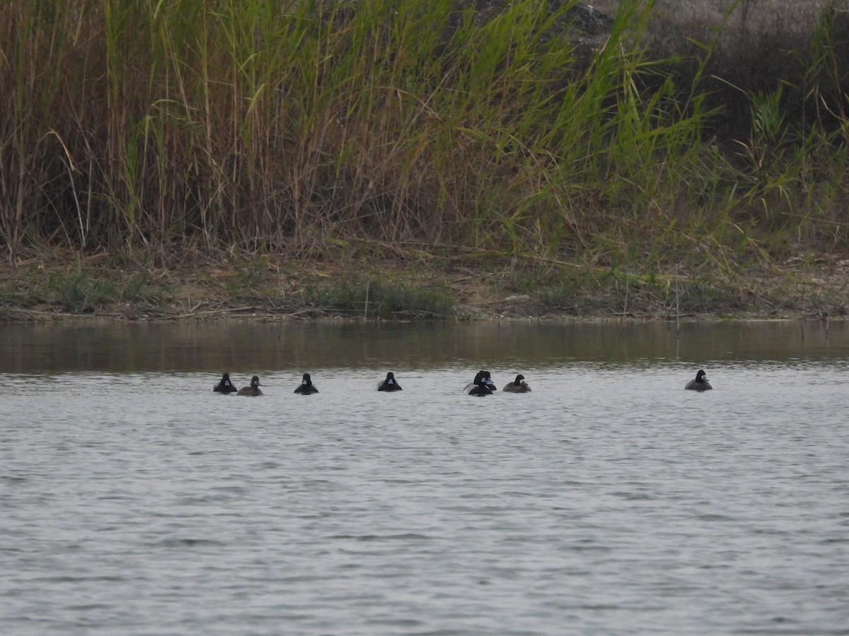 Lesser Scaup - ML646372840