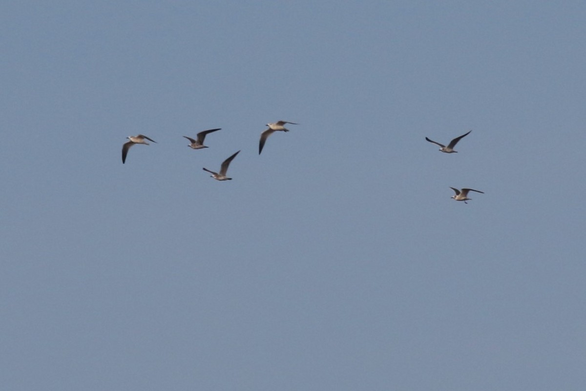 Ацтекская чайка - ML646372841