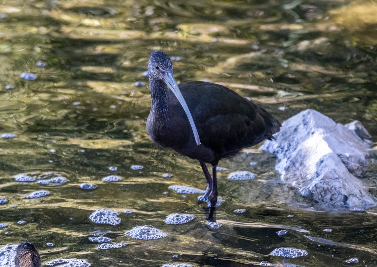 Коровайка американська - ML646372842