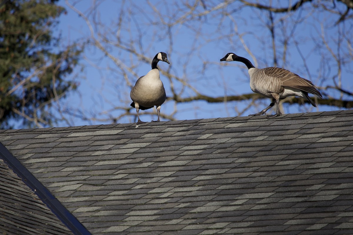 Barnacla Canadiense Grande - ML646372843